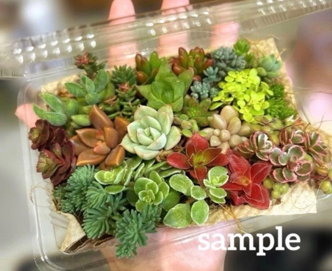 🌿 多肉植物 カット苗 おまかせミックス 🌿