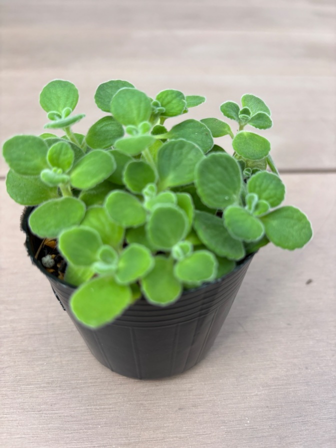 🌿 アロマティカス 苗 7cmポットごと発送 🌿