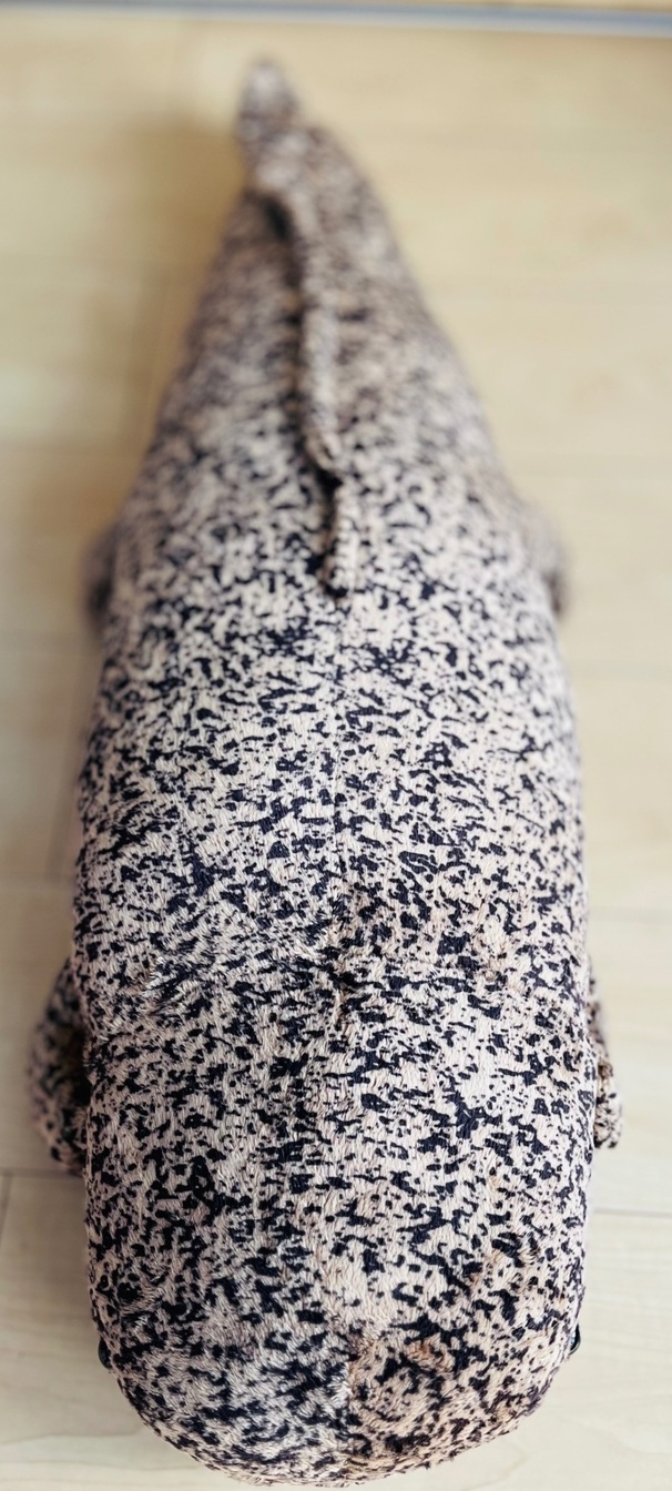 京都水族館のオオサンショウウオのぬいぐるみです。