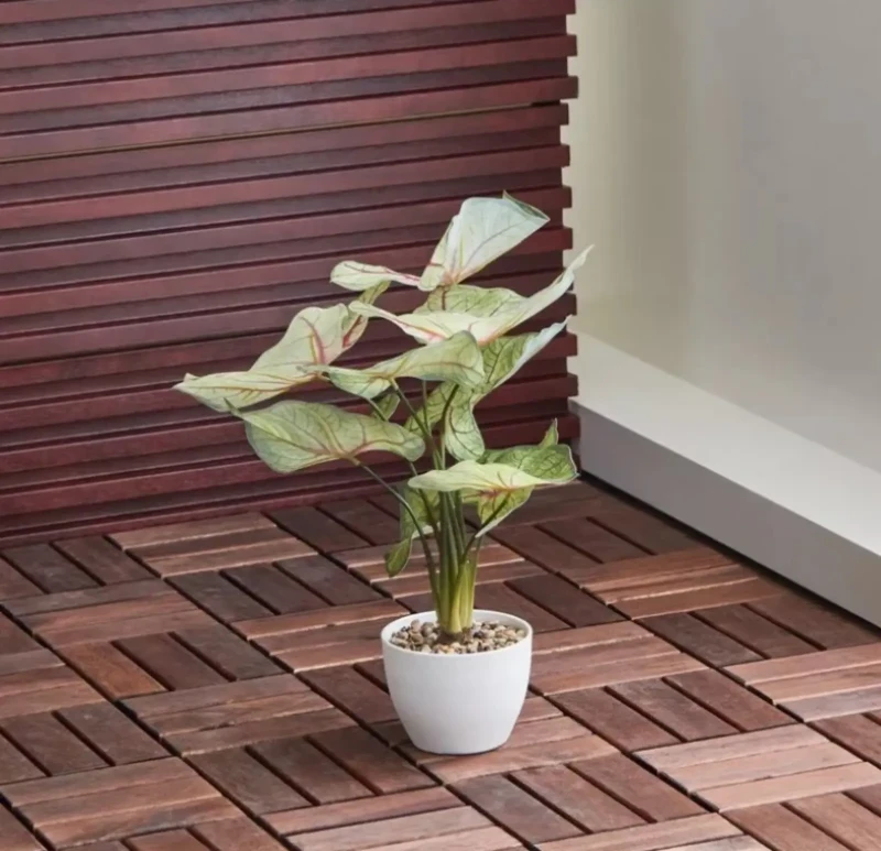 Plant Pot For Caladion Plant