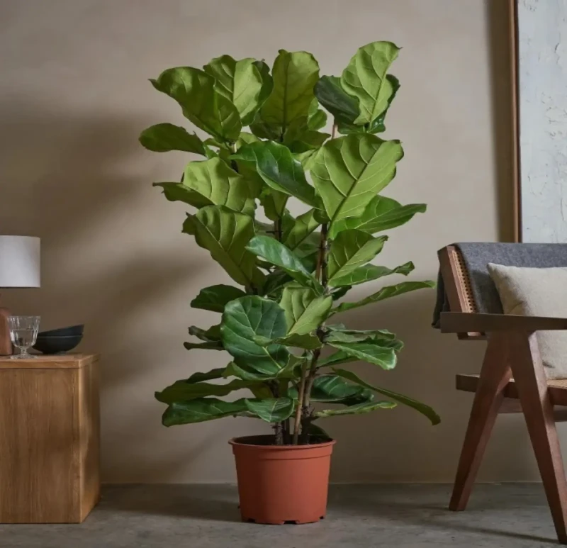 Pottery Pot | FIG Tree