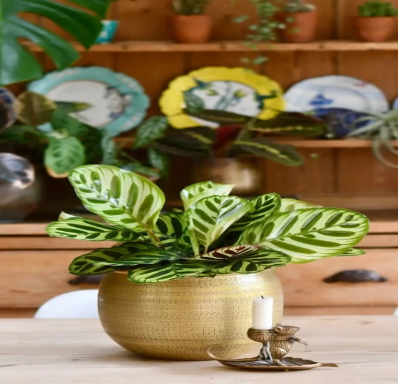 Golden  Planter Pot | Calathea Plant