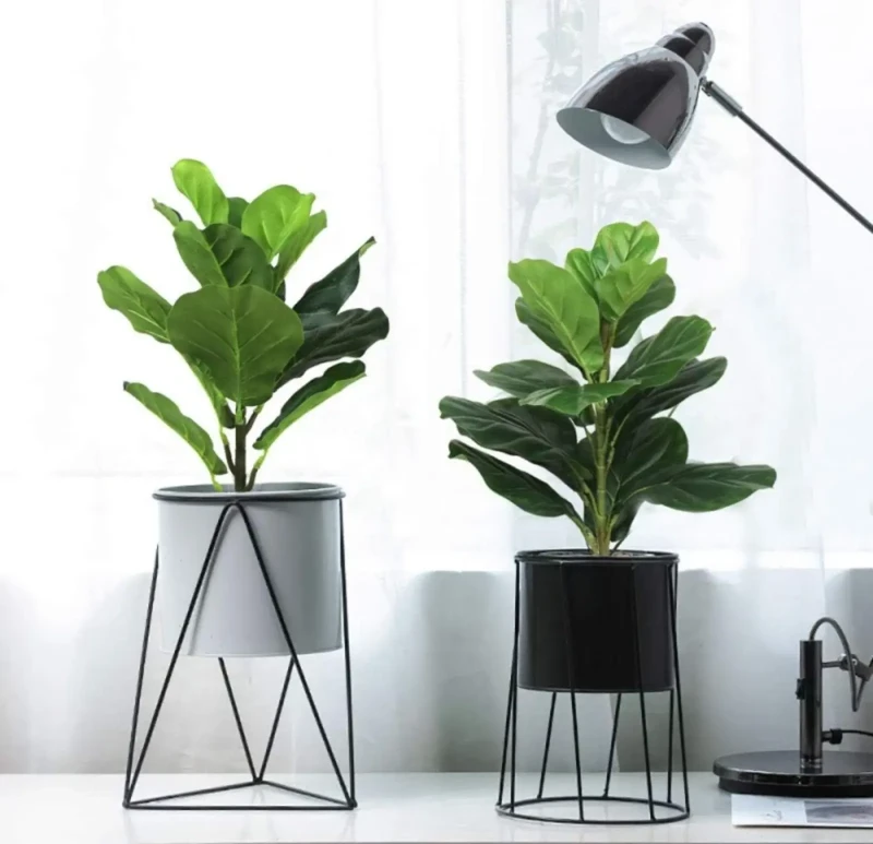 Fig Tree Leaf | Pot