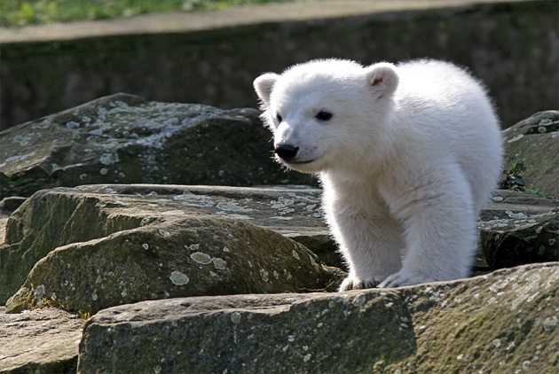 柏林動物園曾經的當紅明星北極熊努特。