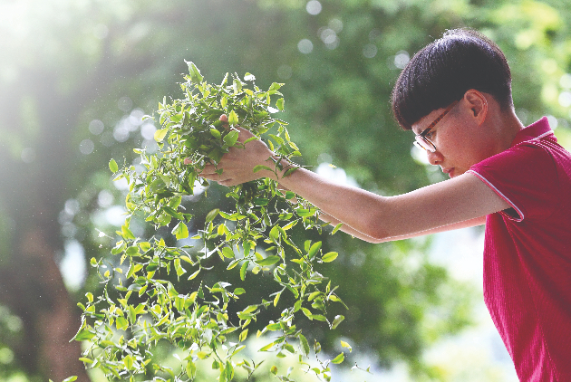 以數據製茶、與穿山甲共享茶園的「新茶世代」｜地方創生案例：新北坪林