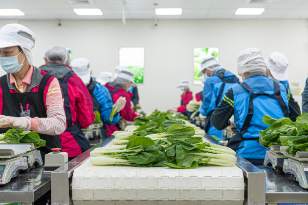 桃園市農會動員全體員工進行有機蔬菜箱包裝作業。