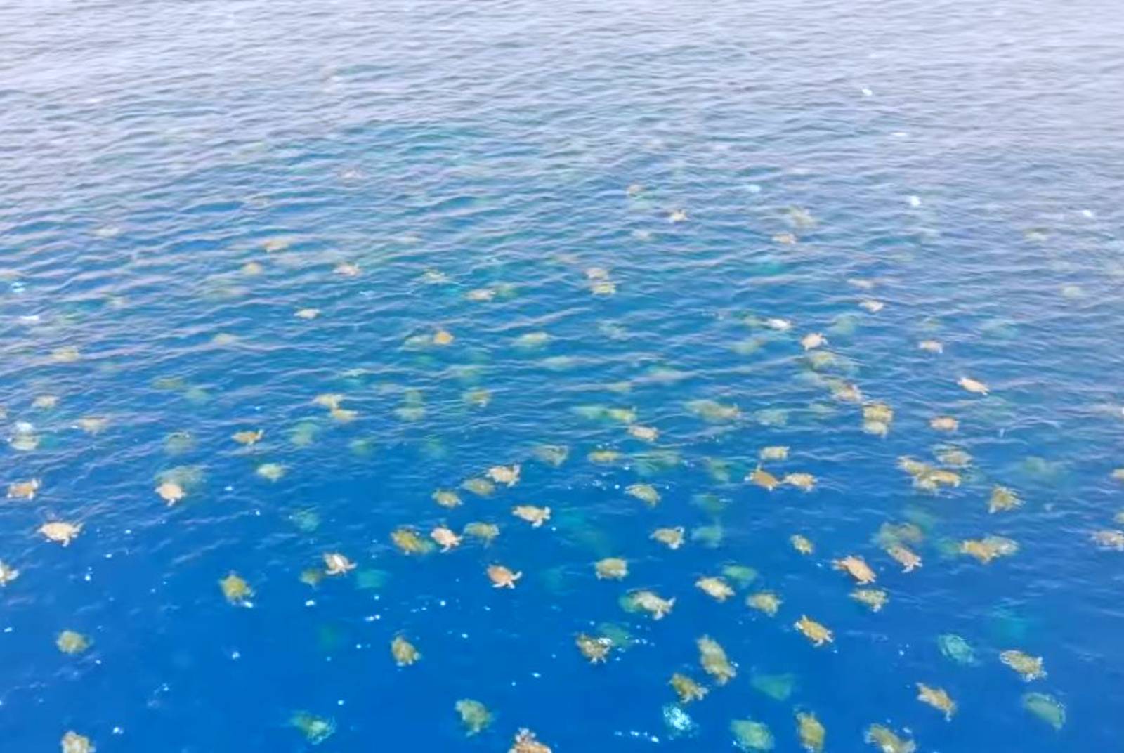 影／壯觀！空拍大堡礁6萬多隻綠蠵龜上岸產卵