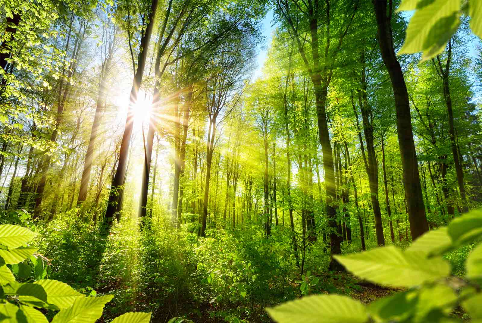 全球照明領導者昕諾飛宣佈提早達成全球市場碳中和目標，未來五年內環境和社會效益目標翻倍。