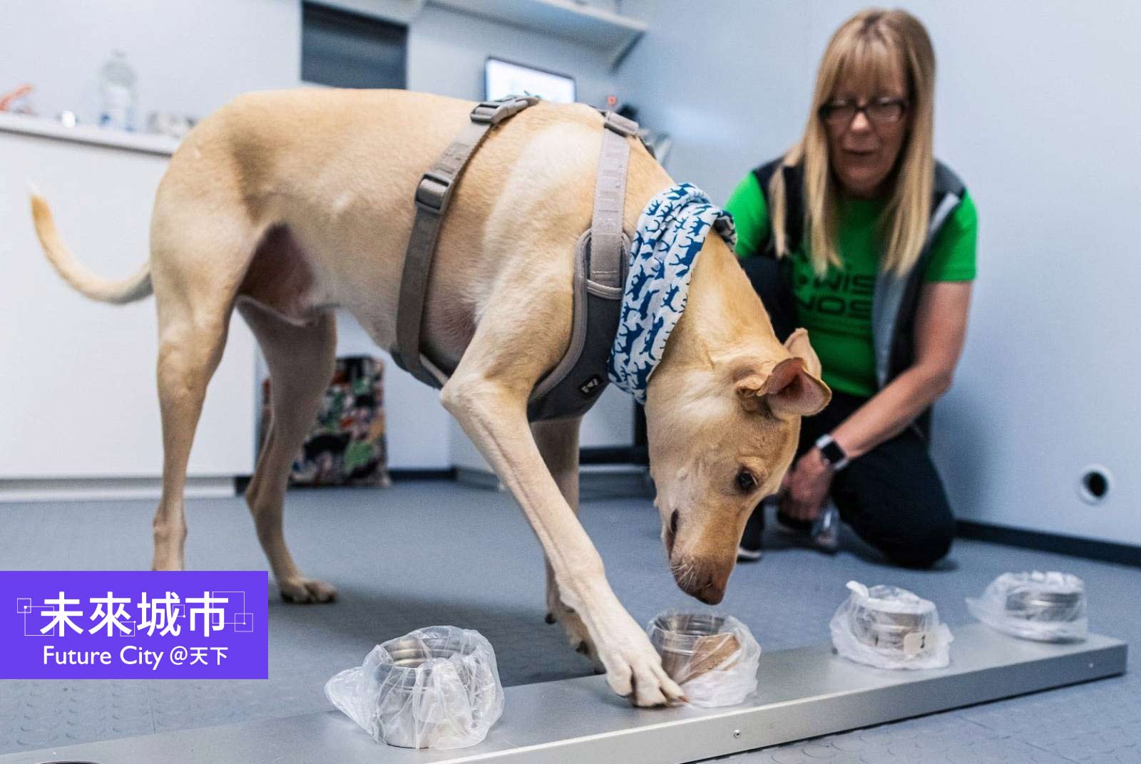 芬蘭「護國神犬」開工！赫爾辛基機場靠偵測犬嗅乘客抓新冠肺炎　成功率近100%