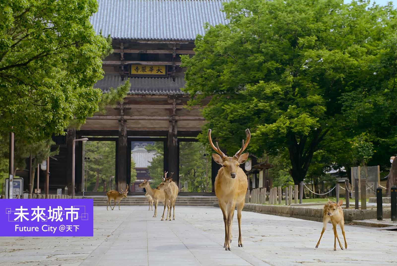 #日本　沒遊客，奈良小鹿過更好！你願在家工作一個月，讓動物安靜繁衍嗎？