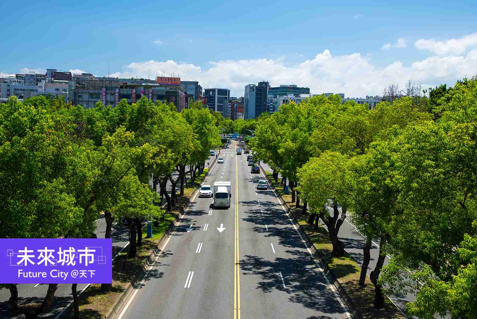 為何行道樹被「斷頭」？ 與其搶種樹，不如先救城市裡的樹