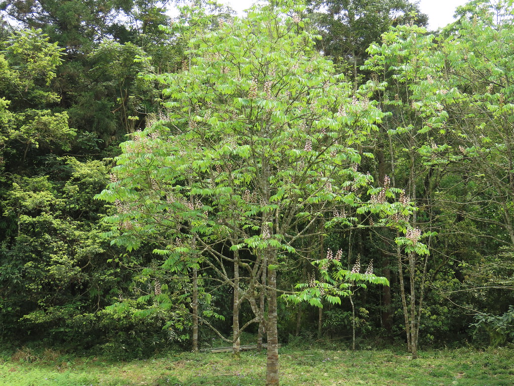 樹形優美的鐘萼木，是專家建議的台北市行道樹名單。