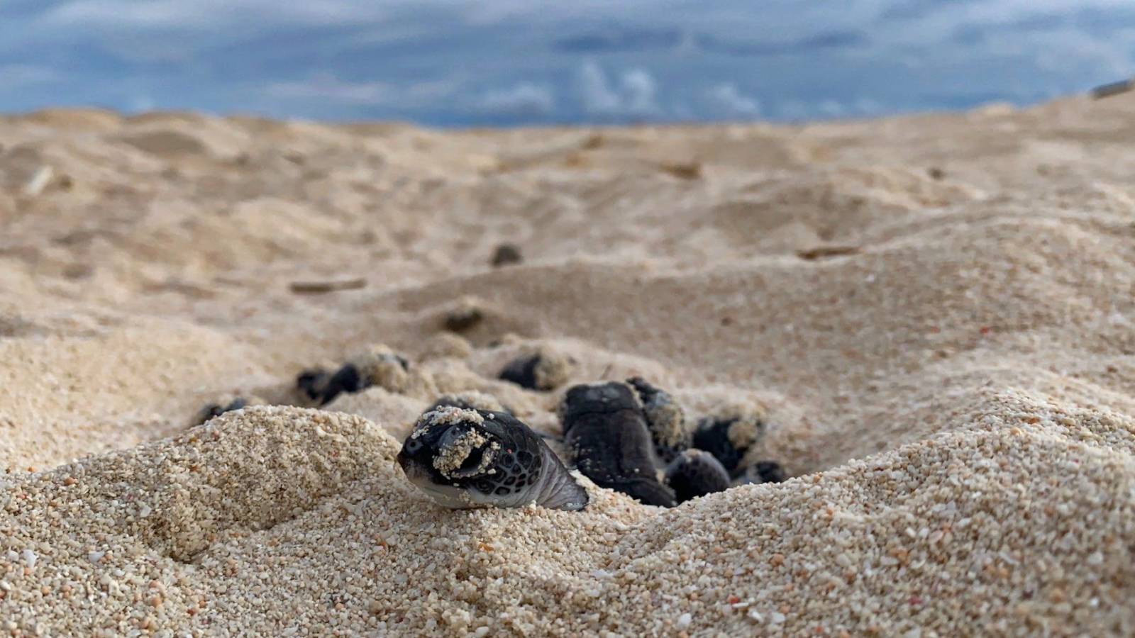 綠蠵龜 產卵 生態保育 空拍 澳洲 海洋永續