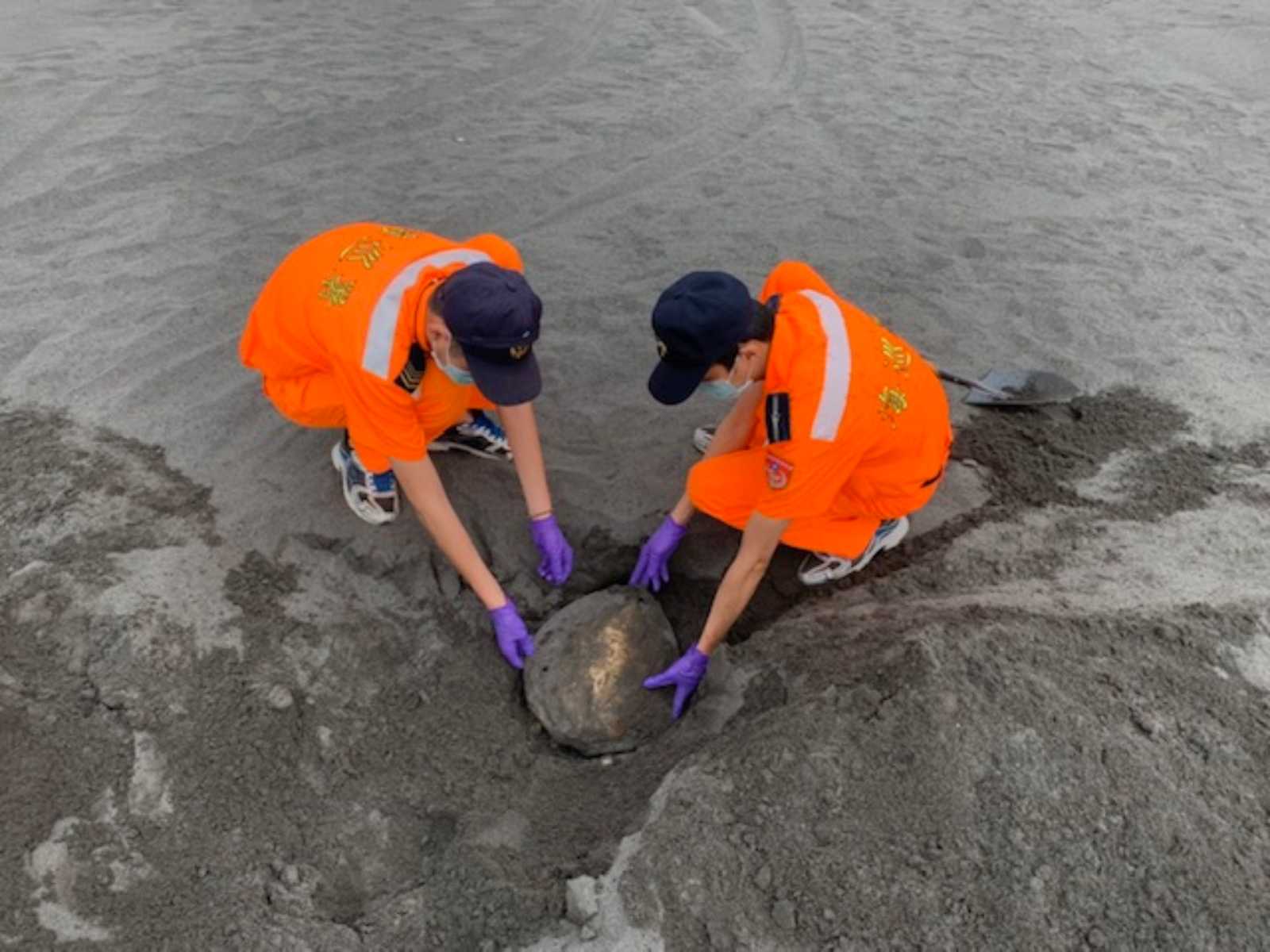 海巡署利用科技巡查海岸，採樣保育類綠蠵龜。圖片來源：海洋委員會海巡署