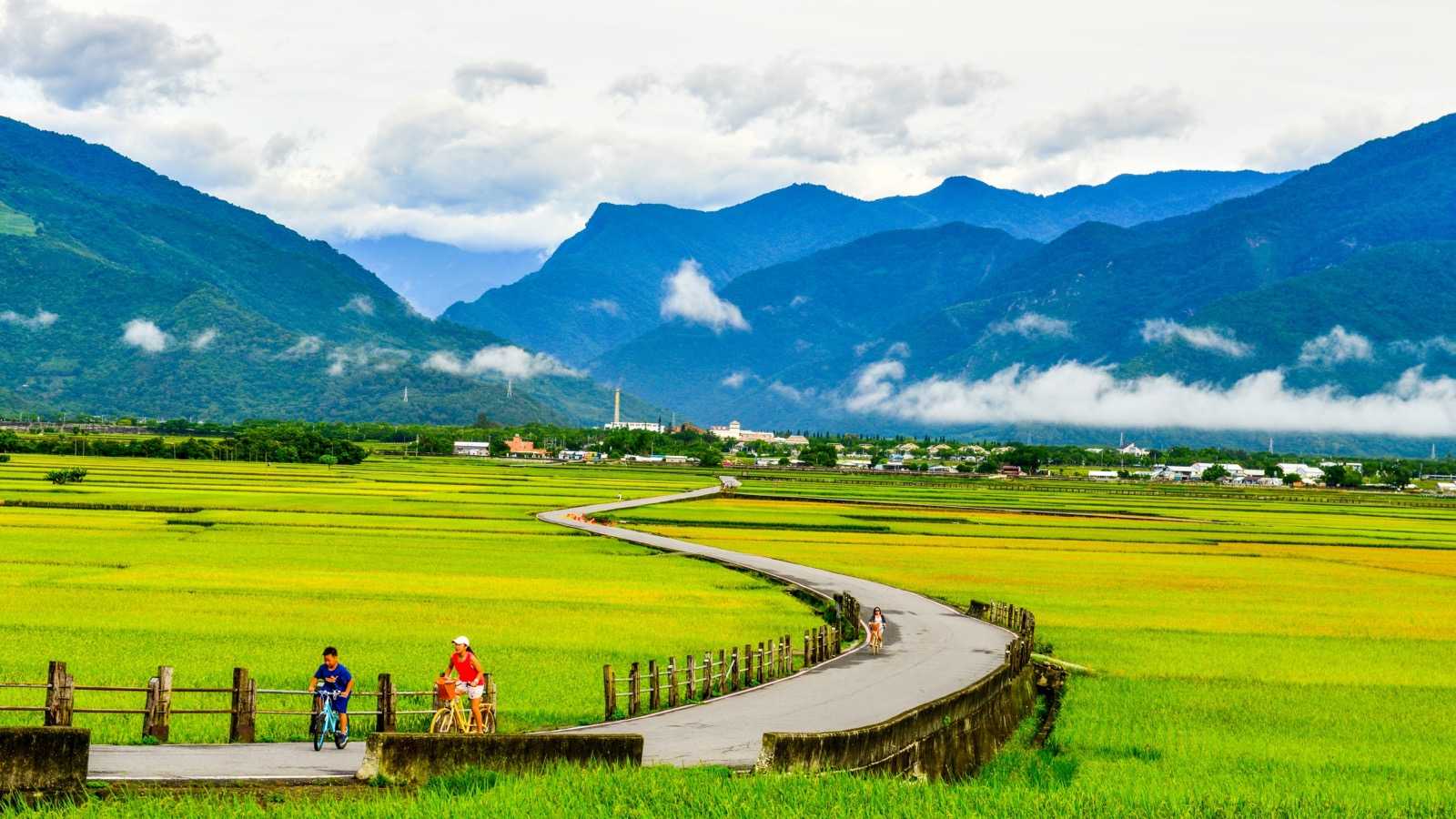 台東觀光 伯朗大道 金城武樹 台東縣政府 旅遊