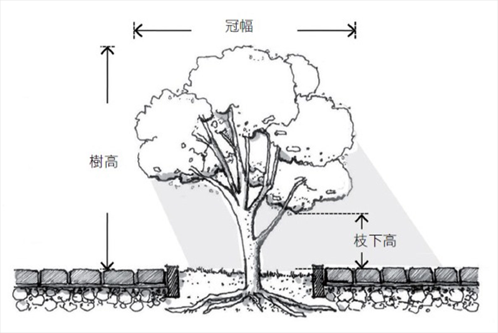 行道樹-城市規劃-樹蔭-都市熱島現象-都市降溫