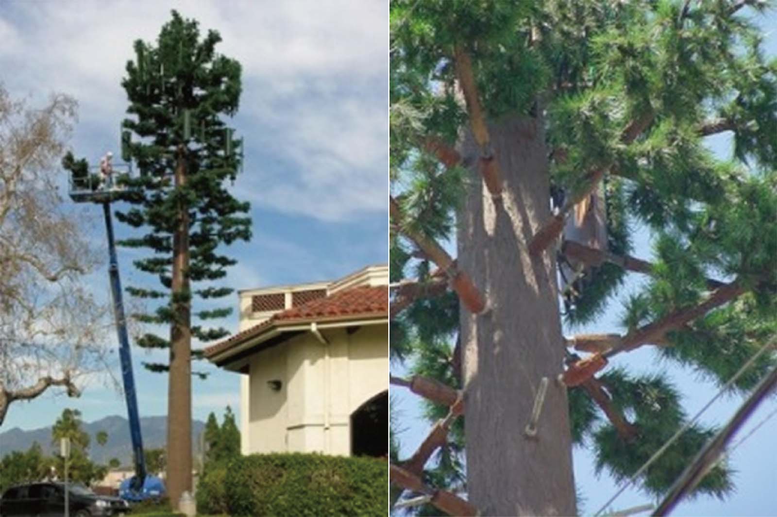 基地台-天線-松樹-偽裝-樹枝-智慧城市-林一平