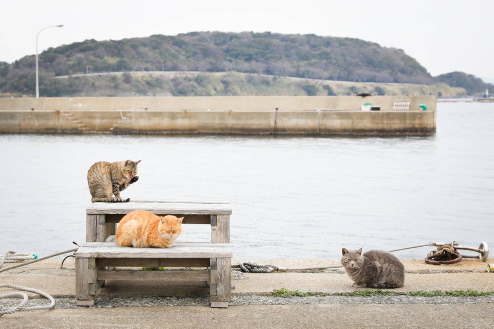 動物友善-城市-林一平-貓-流浪動物-毛小孩-猴硐-日本-義大利