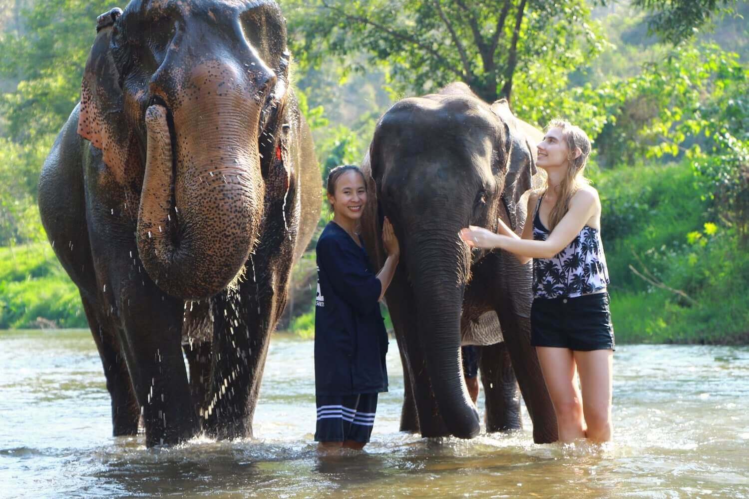 3 Best Elephant Sanctuaries To Visit In Chiang Mai