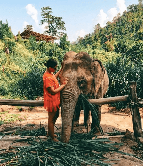 Elephants in Chiang Mai, Thailand