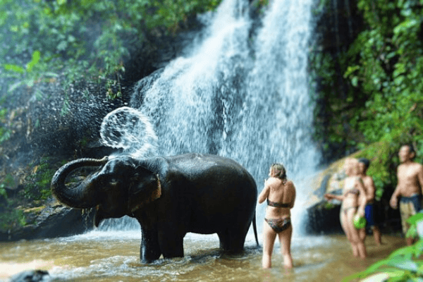 Chiang Mai Elephant Land