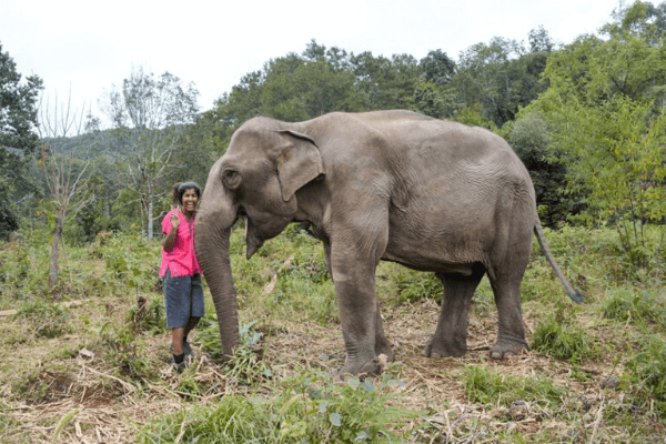 Chiang Mai Elephant Land, Thailand