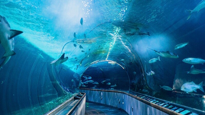 Aquarium of the Bay, San Francisco, USA
