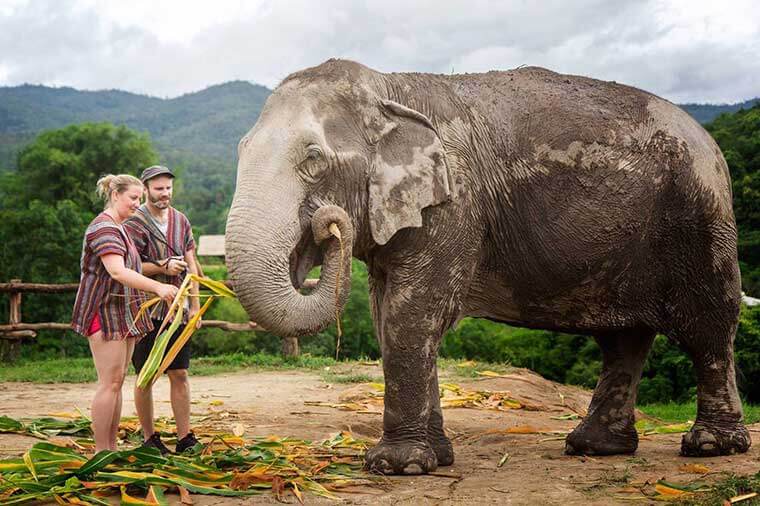elephant sanctuary chiang mai