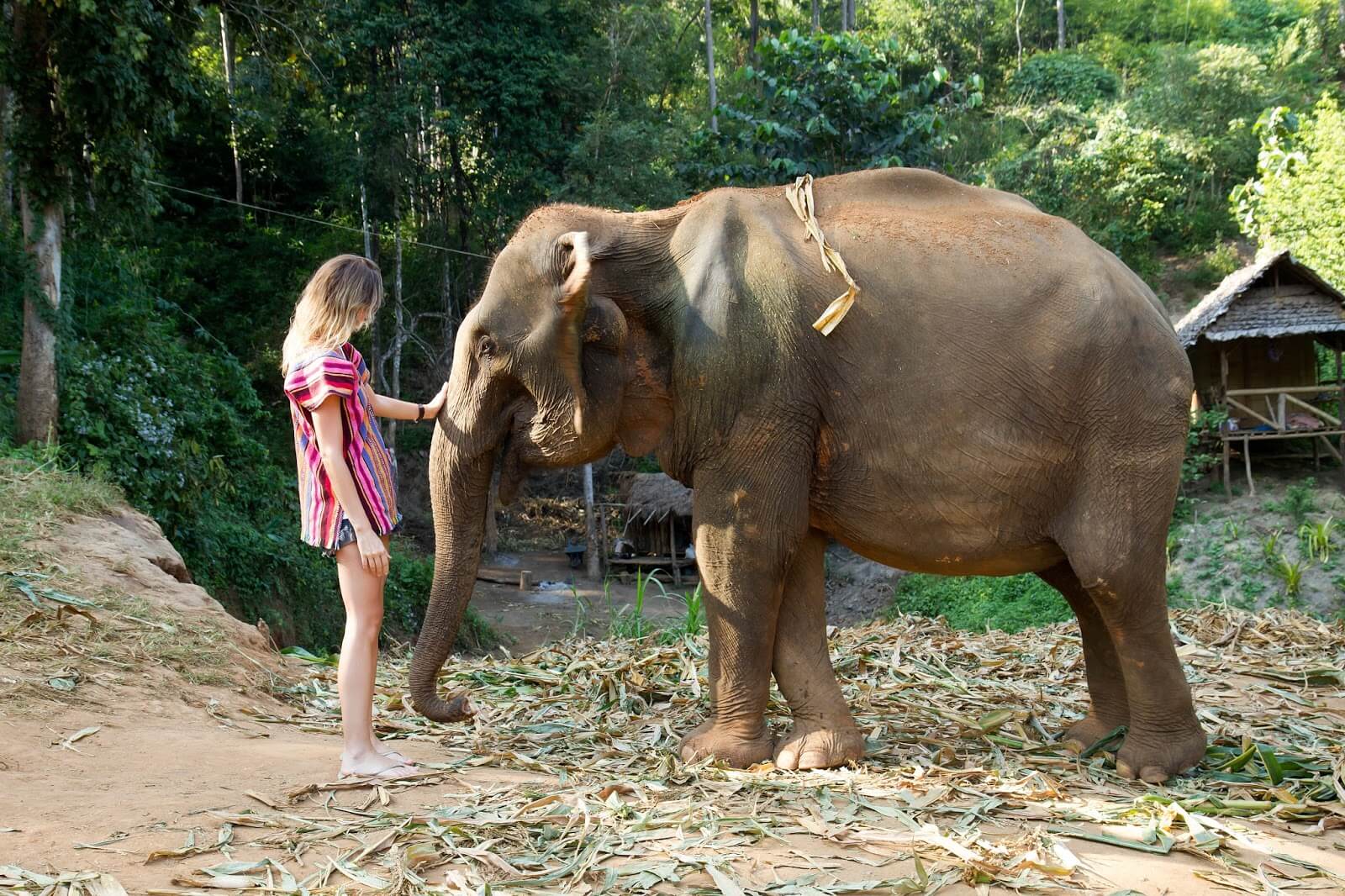 elephant jungle sanctuary chiang mai