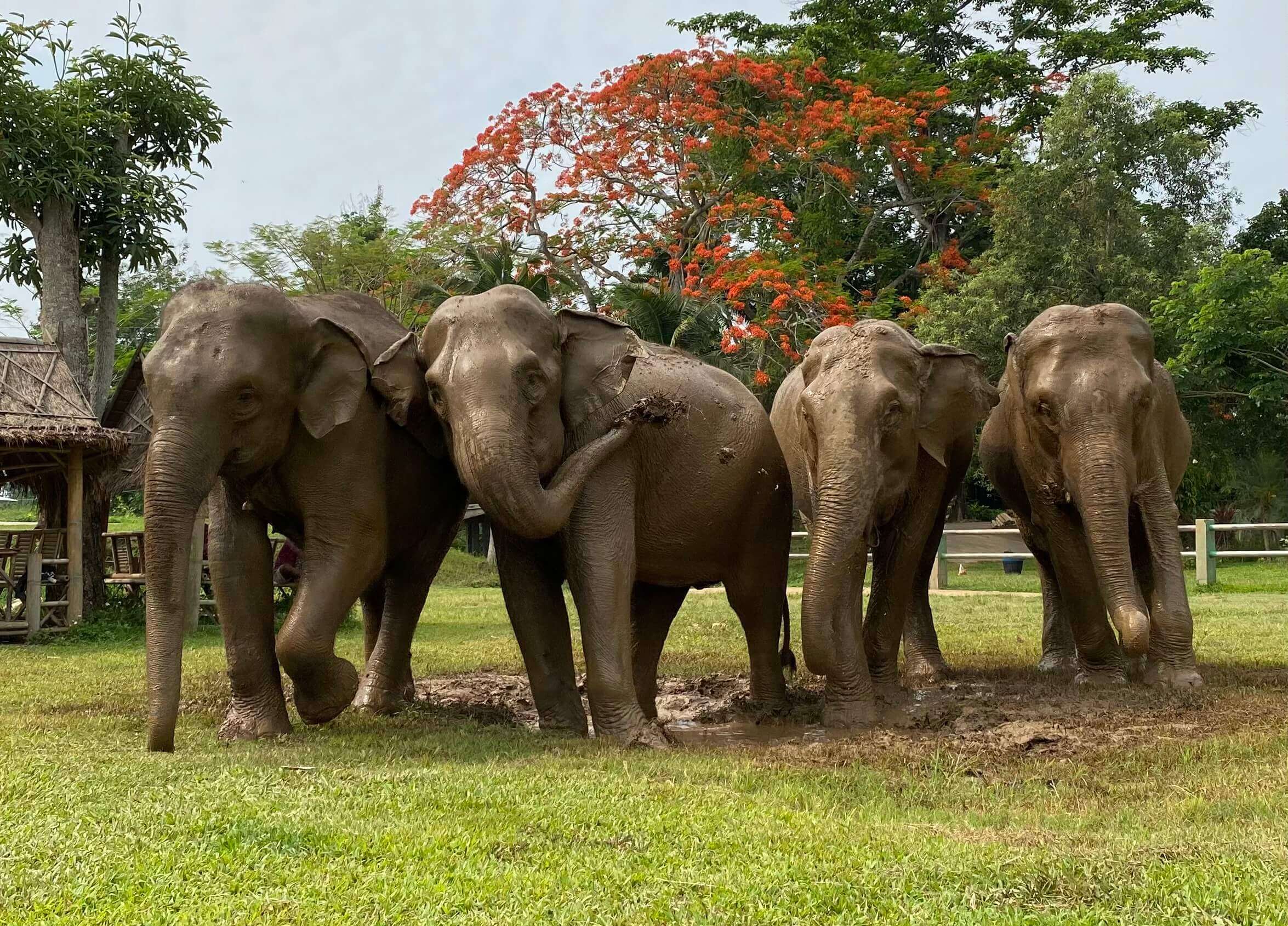 best elephant tour chiang mai