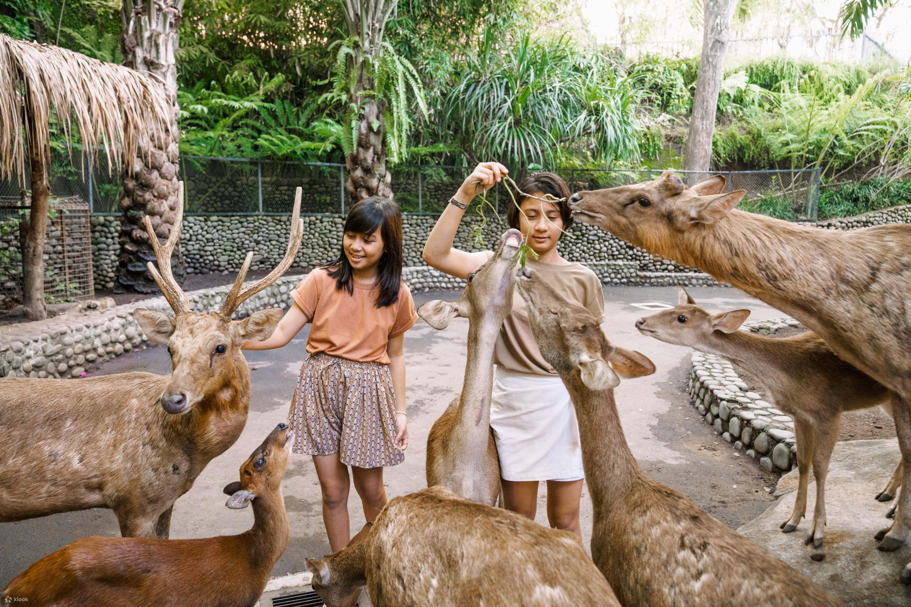 orangutan tour bali