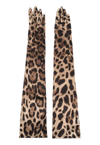 Dolce & Gabbana leopard-print long gloves - Marrone