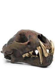 Leopard Skull replica