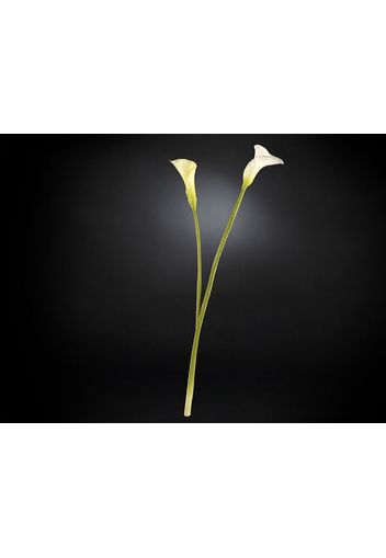 CALLA LILY