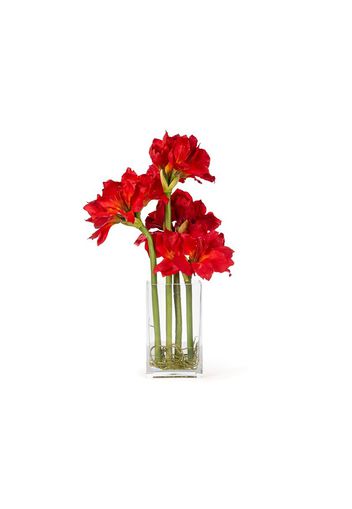 ETERNITY AMARYLLIS RADISH