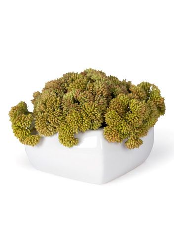 SQUARE SEDUM PLANT