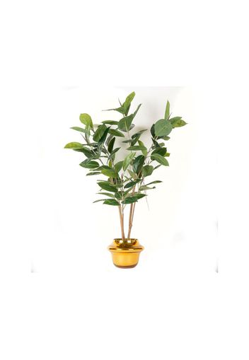 GOLD ATOLLO FICUS