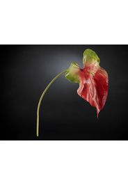 ANTHURIUM GIANT