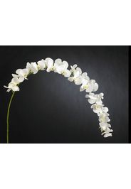 PHALENOPSIS | Pianta artificiale in fibra sintetica