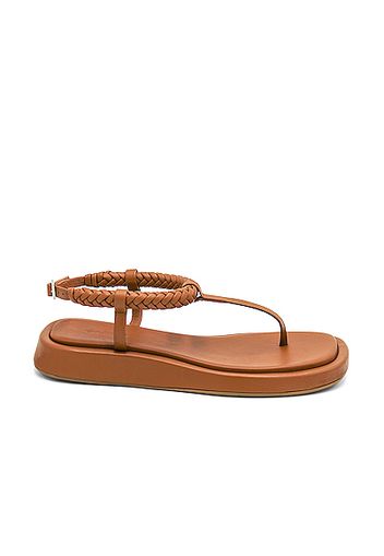 GIA/RHW Flat Thong Sandal in Brown