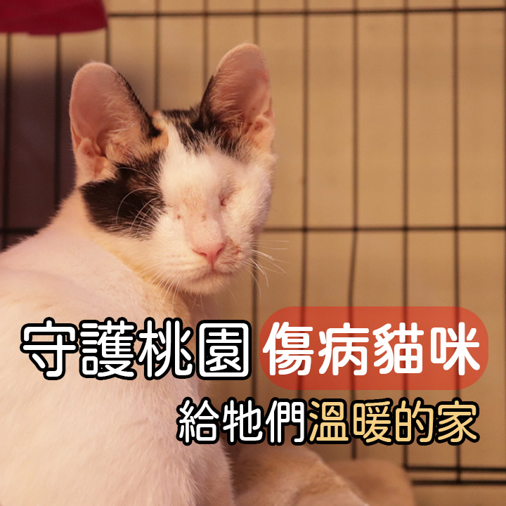 桃園市推廣動物保護協會