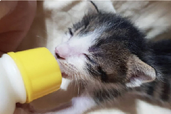 「奶貓中繼站」為 80 隻奶貓孤兒，籌奶粉錢！