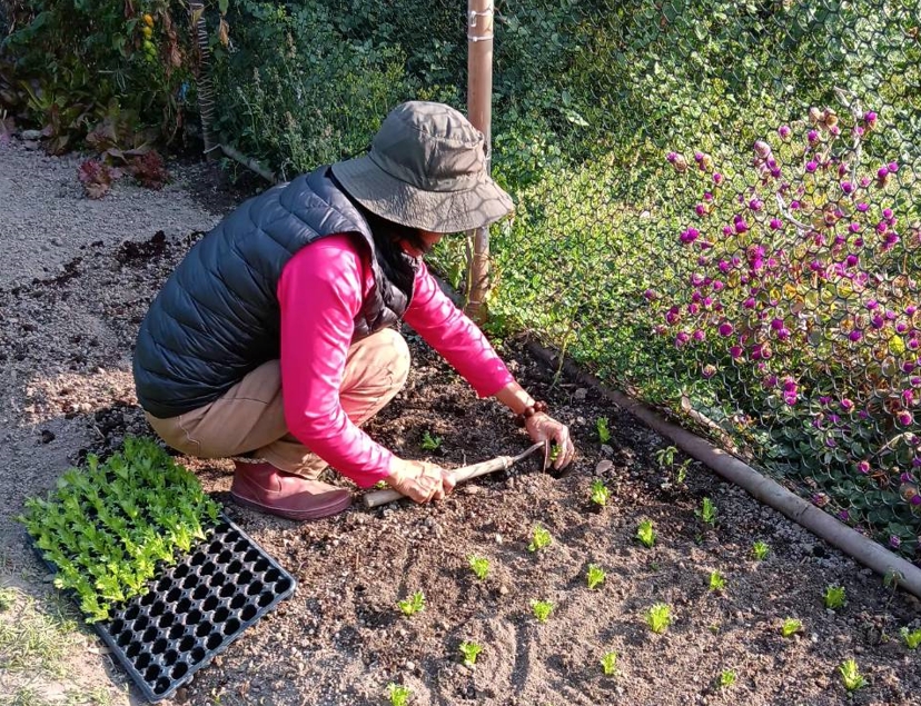 每日維護永續農場環境，並依節氣育苗種植