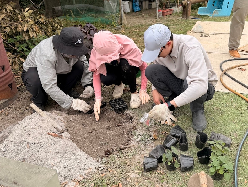 草木灰、咖啡渣、堆肥混合土壤種植，為土地增加健康肥力，更增加抵禦蟲害的侵擾
