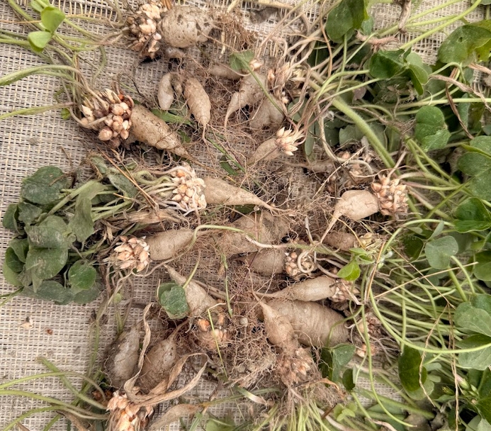 透過大家維持無毒的永續基地，才能在春季的土壤下收穫滿滿的「水晶蘿蔔」