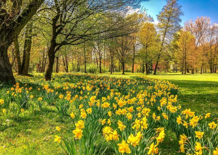 Daffodils in Spring on forest floor