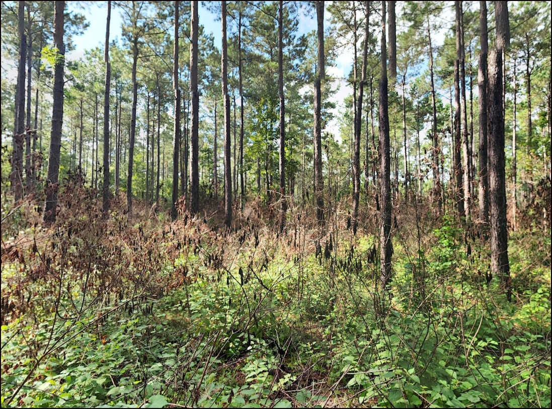 Residential Lot in Waller County Near Houston and Services