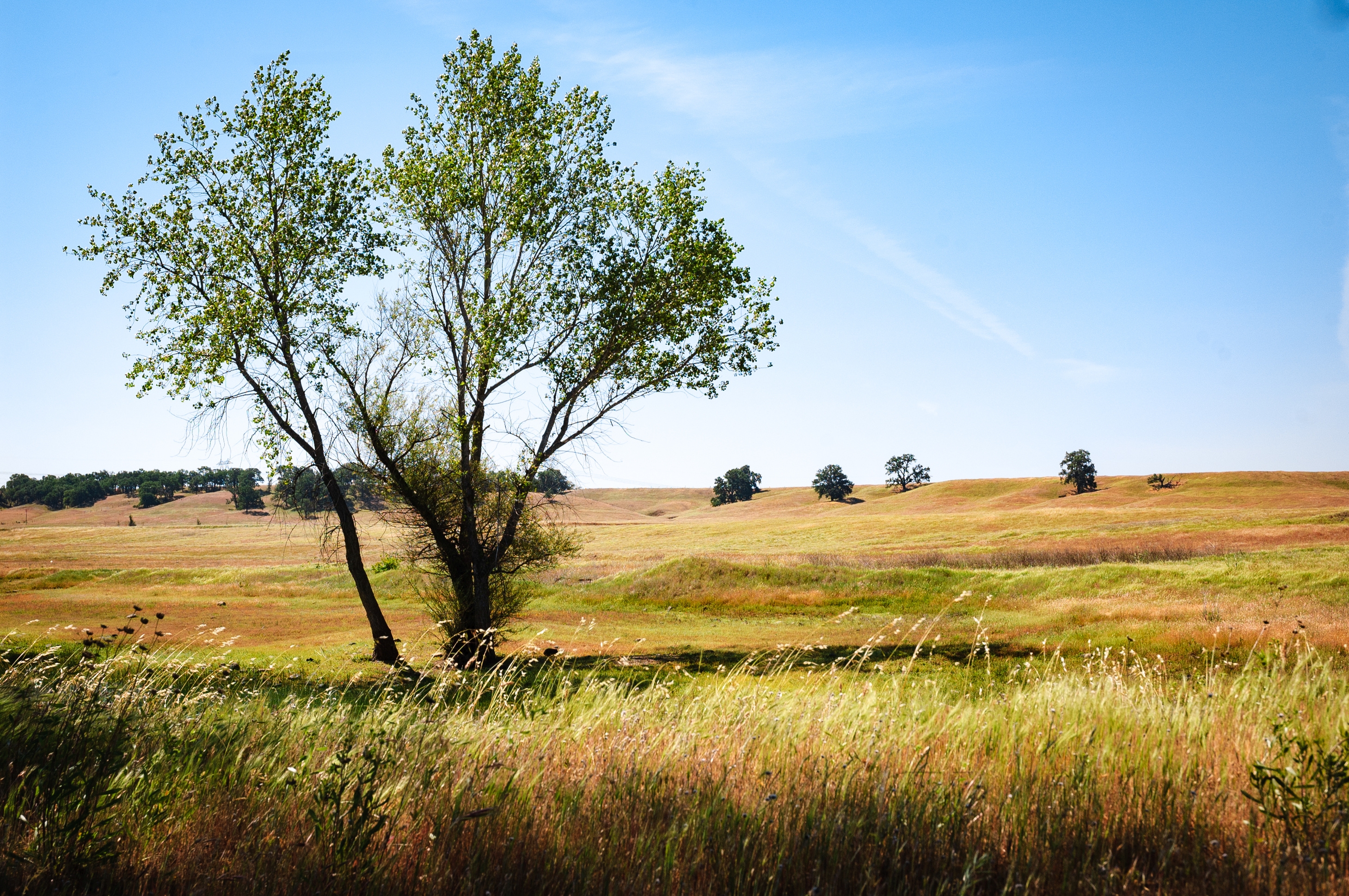 Modoc Recreational Estates Parcel Near Alturas With Forest, Wildlife, and High Desert Appeal