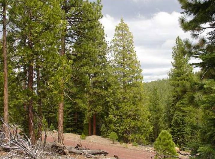 Northern California Modoc County 1.03 Acre Property! Great Investment with Tons of Natural Amenities and Recreation! Low Monthly Payments! - Image 3