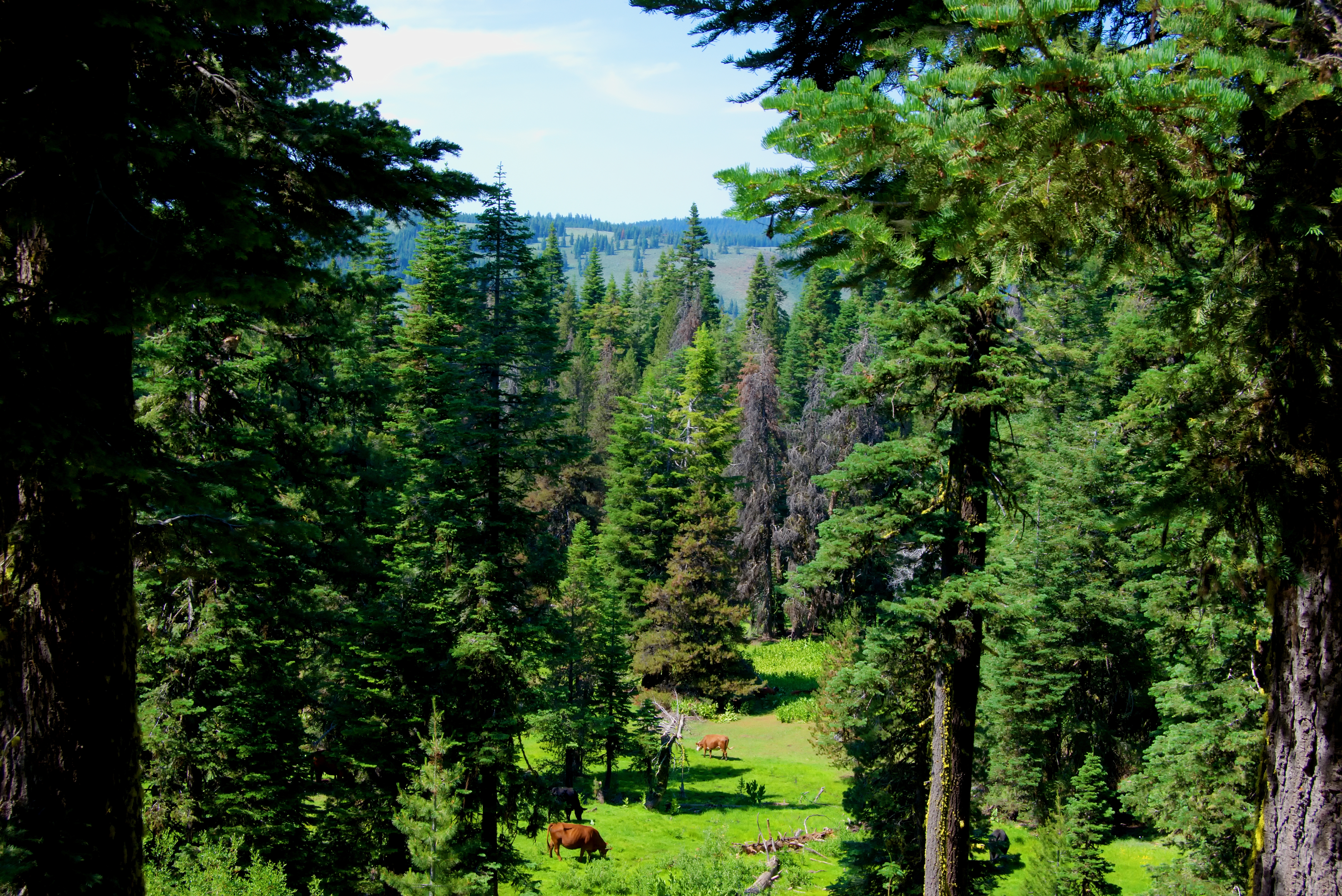 California Pines Approx 1 Acre Recreational Homesite Northern CA Modoc County! Low Monthly Payment! - Image 3